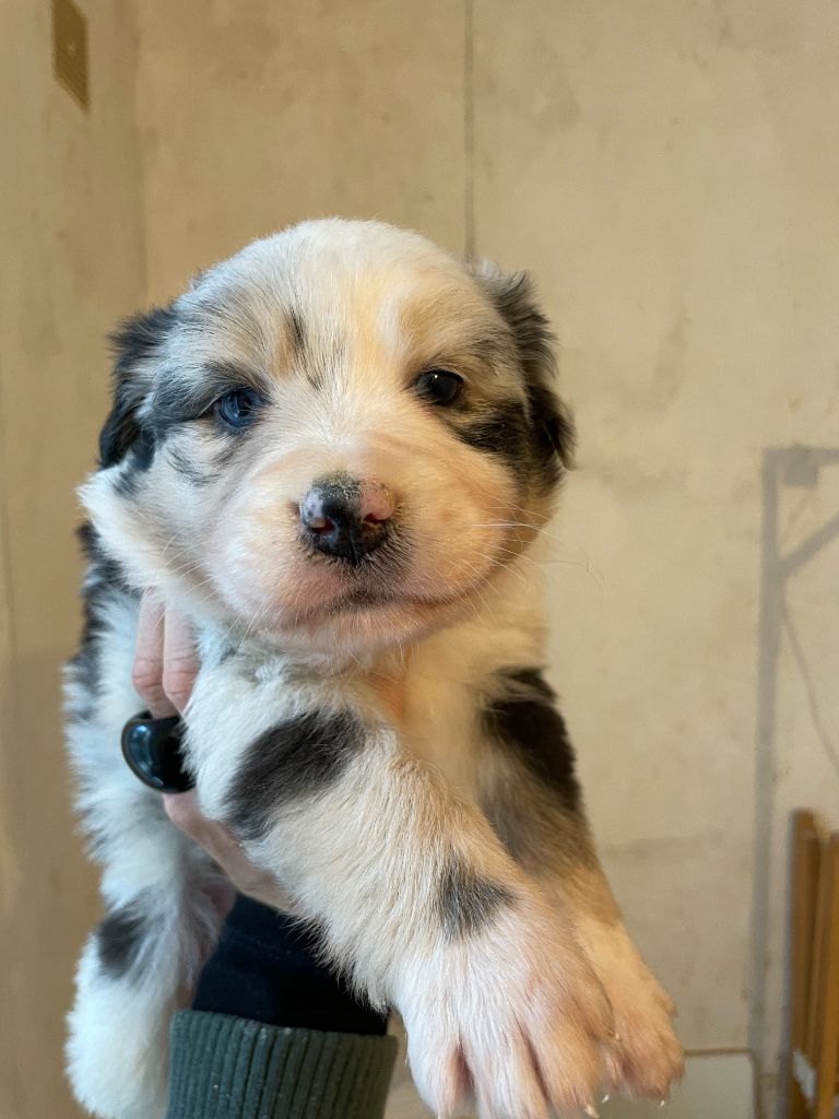 Emilie Popoff - Chiots disponibles - Berger Australien