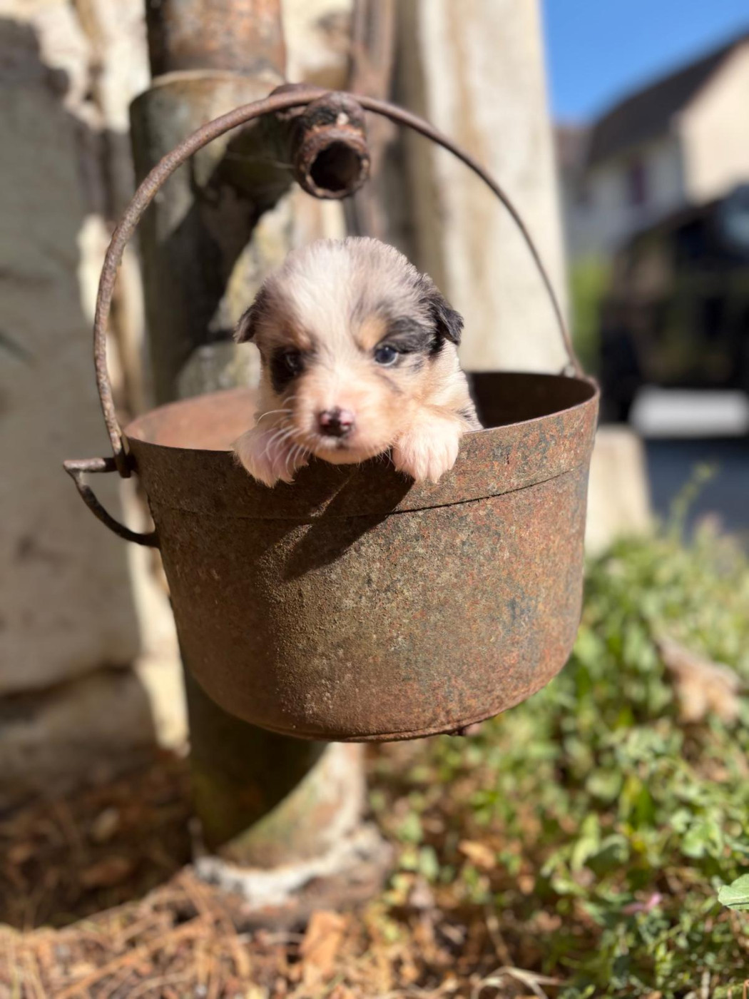 Emilie Popoff - Chiots disponibles - Berger Australien