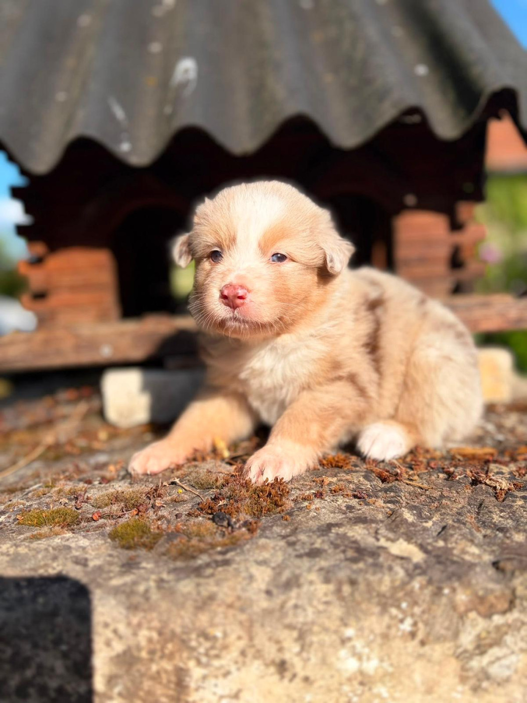 Emilie Popoff - Chiots disponibles - Berger Australien