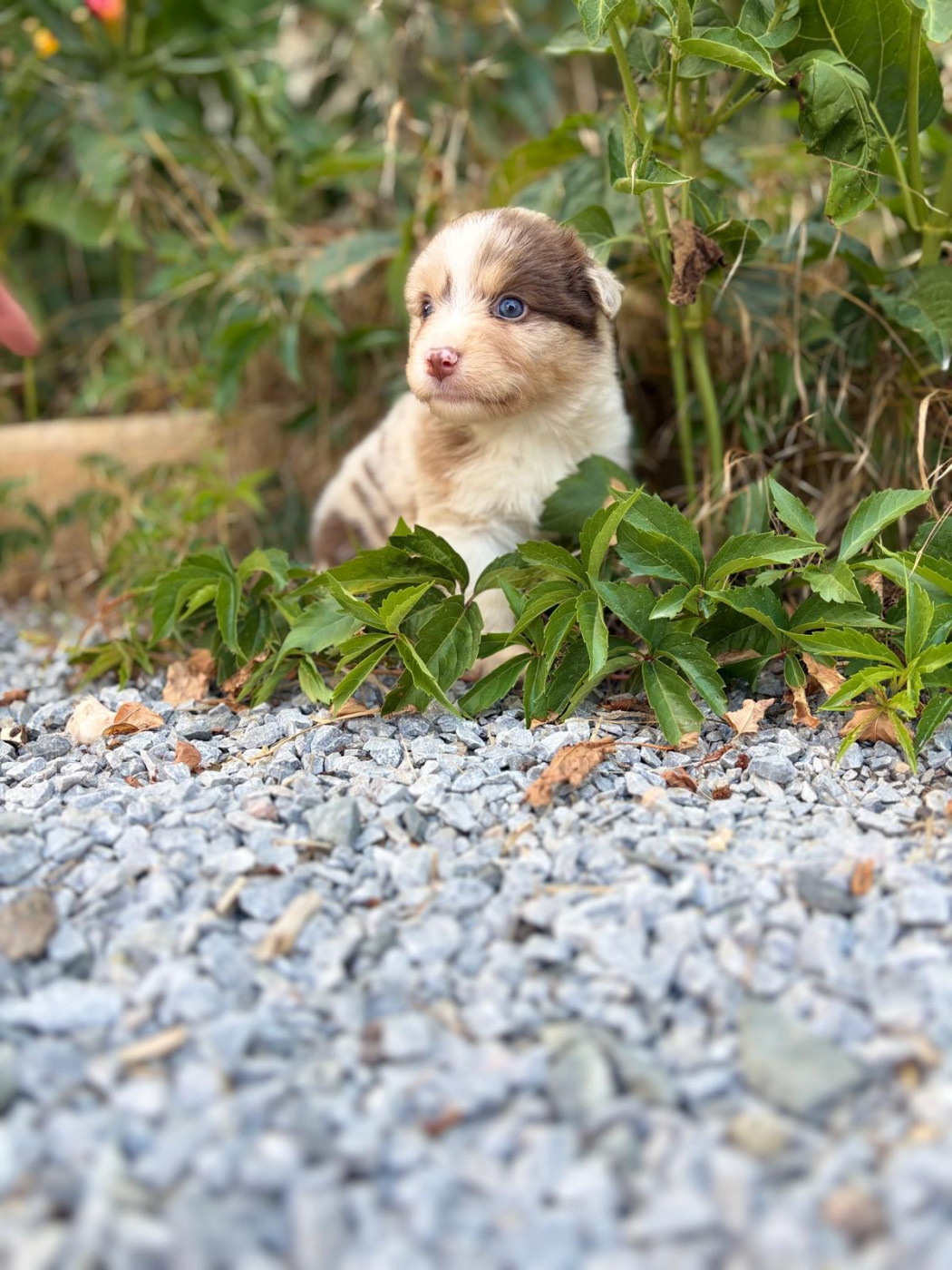Emilie Popoff - Chiots disponibles - Berger Australien
