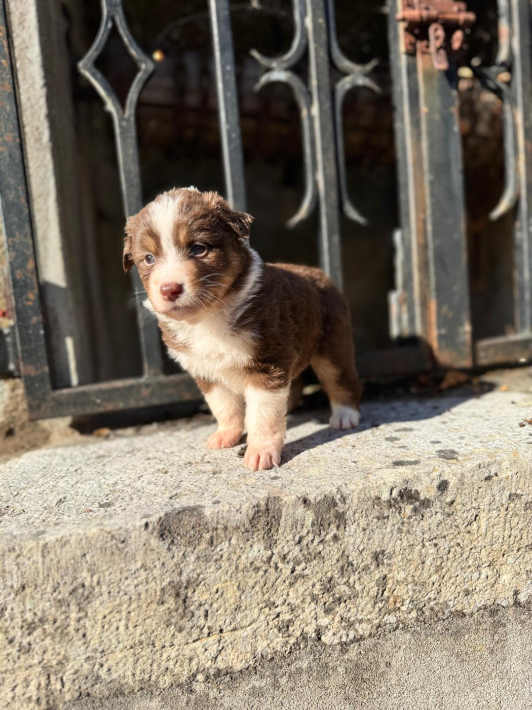 Emilie Popoff - Chiots disponibles - Berger Australien