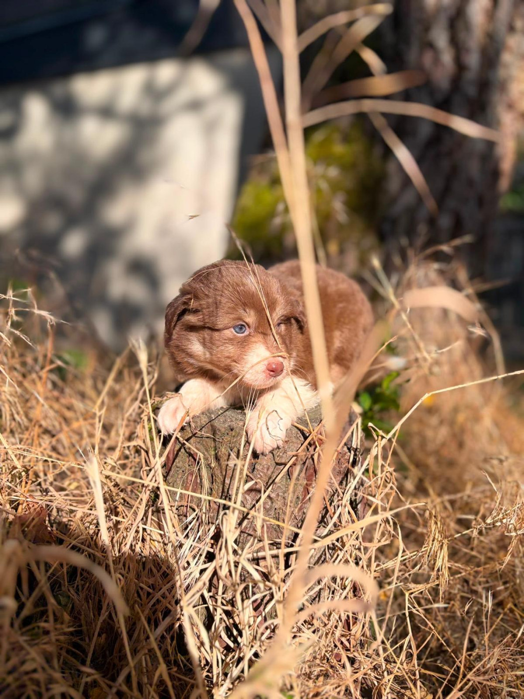 Emilie Popoff - Chiots disponibles - Berger Australien