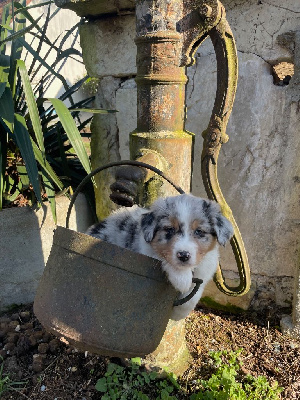 Mâle bleu merle