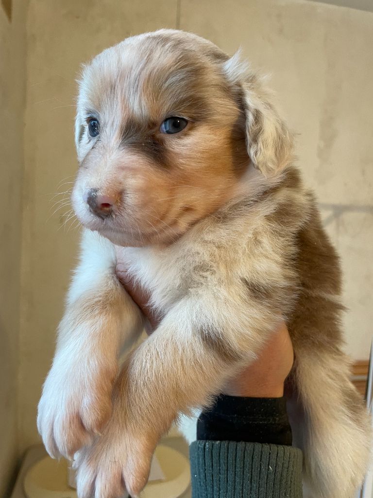 Emilie Popoff - Chiots disponibles - Berger Australien