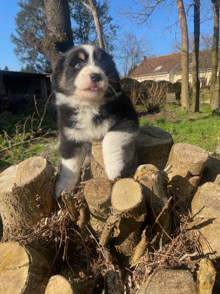 Emilie Popoff - Chiots disponibles - Berger Australien